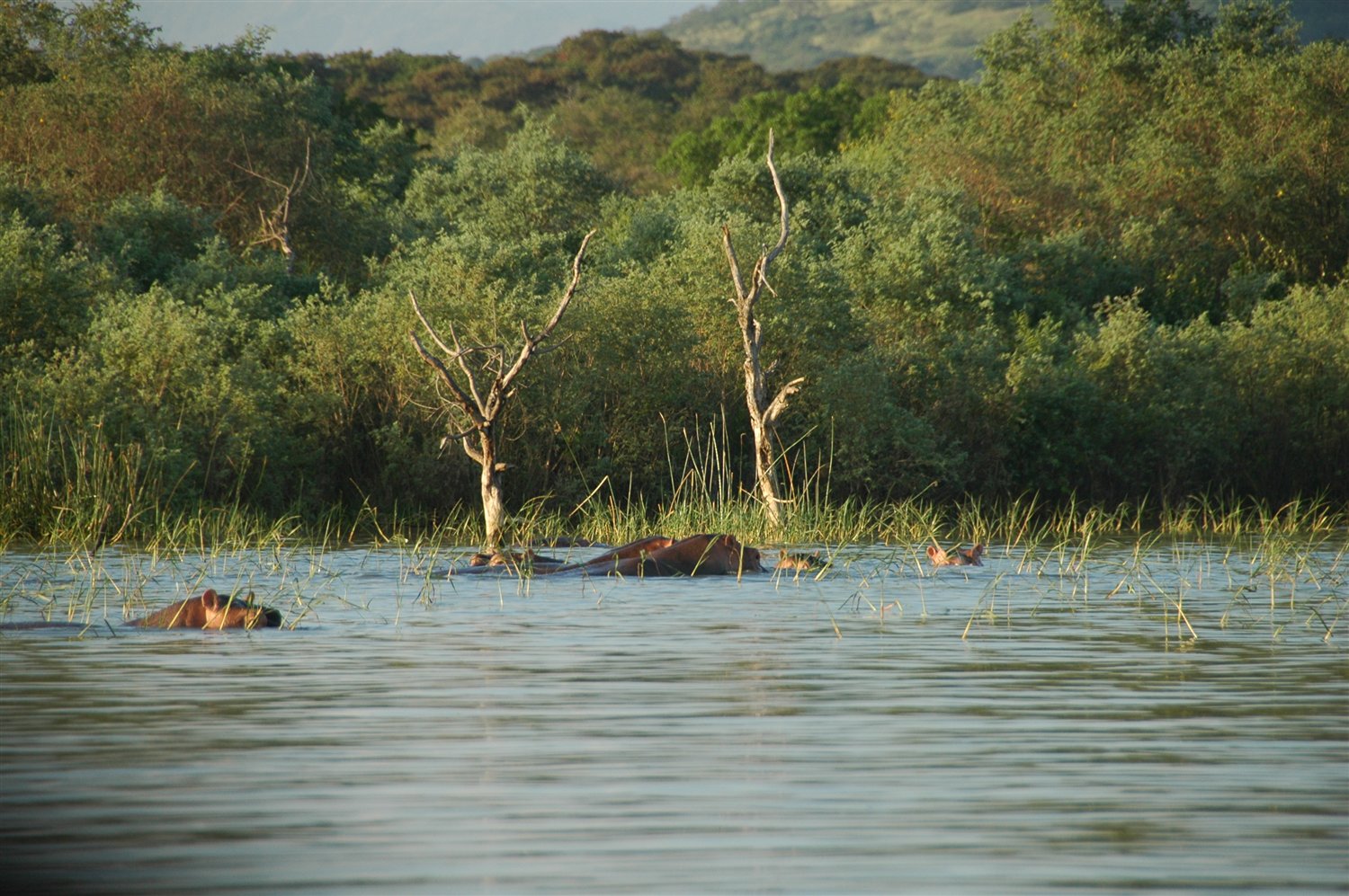 foto - hipopotamy